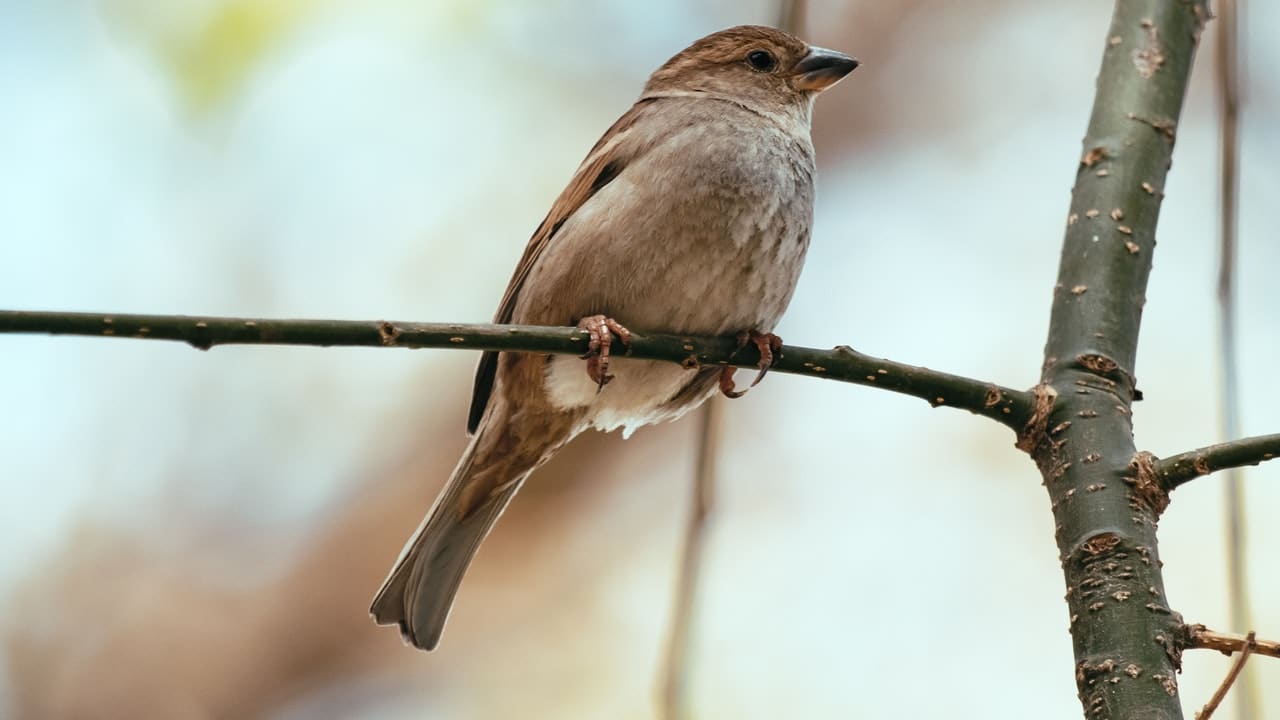 Nightingale immagine